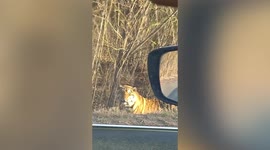 Wild tiger stares down passing motorist on road in northern China