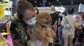 Check out the bevy of cute animals attending the Pet Expo in Thailand