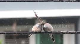 Birds bunched up on wire use their wings to shield each other from rain