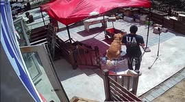 Bag of rubbish narrowly misses dog after being thrown from tall building in China