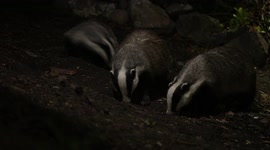 View of a badger being put in its place by its parent while eating.
