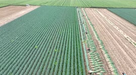China Agriculture Harvesting In Weifang, China