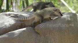 Watch these curious coatis explore their new enclosure at San Diego Zoo
