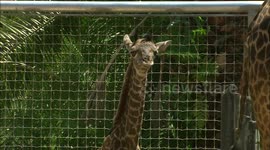 Introducing This Newborn Giraffe That Weighs Over 145 Pounds and Stands Six Feet Tall