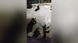 Black bears beg man for food at temple in China