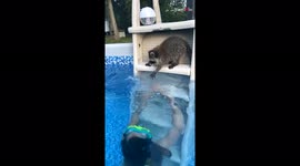 'Smol raccoon with a BIG heart trying to 'help' his sister 
'