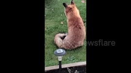 Foxy 1 is about a fox relaxing in our front garden, looking very relaxed and enjoying the sun.