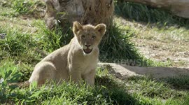 Ken and Dixie Are Two Lion Cubs That Love Exploring