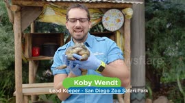 Why You Have to Wear Gloves When Handling Pixie Frogs