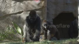 Vila Is One of the Oldest Gorillas in the World