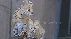 Serval kittens are loving their new toys