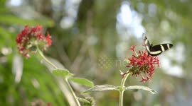 Nothing butter: butterfly jungle is unique fun