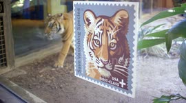 How This Very Specific Thing Is Helping Save Tigers From Extinction