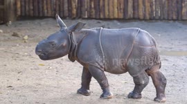 Baby rhinos are adorable animals with lots of energy