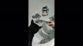 Black cat interacts with the bathroom faucet and seem to like water !