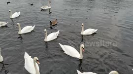 White Swans at Hollow pond, London, UK