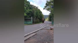 Wild elephant tries to 'dine in' at restaurant in Thailand