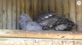 Watch this New Born Milky Eagle Owl with mum At Africa Alive.
