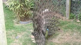 Watch the male Peacock displaying his full plumage at Thrigby Hall.