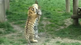 Amur Tiger Cubs displaying their playful & not so playful skills!