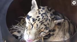 Watch the male clouded leopard Nimbus grooming himself in his enclosure.