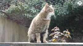 Rare Scottish wildcat listens to morning birdsong at UK park