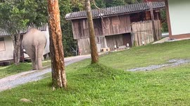 Hungry wild elephant wanders past homes 'while looking for food'