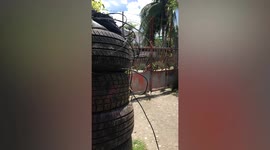 Clever pet dogs work together to unlock closed gate
