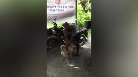 Clingy pet dog climbs onto motorcycle as it refuses to be left alone