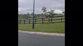 Brisbane resident captures intense boxing match between kangaroos