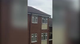 Rare PINK PIGEON spotted in Nelson, England
