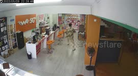 Chaos ensues as deer rampages into phone shop in southern China