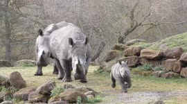 Adorable rhino calf charges around her enclosure at wildlife park in UK