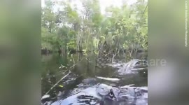 Alligator tries to snatch man's GoPro in terrifying encounter