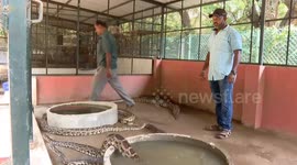 Pythons and turtles given cool baths to help combat soaring temperatures in southern India