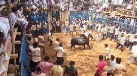 Chaos in southern India at traditional bull-taming festival