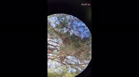 'Poor squirrel fails to see the intimidating Barred owl standing in its way 
'