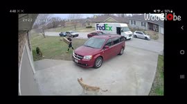 Aggressive wolf-dog chases FedEx driver