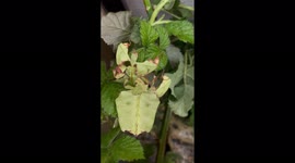 Giant insect nymphs start boxing match over food