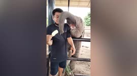 Hungry elephant tries to steal banana from his caretaker