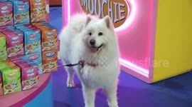 Animal lovers attend pet exhibition in Bangkok, Thailand