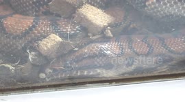 Exotic animals displayed at Pet Expo 2022 in Bangkok, Thailand