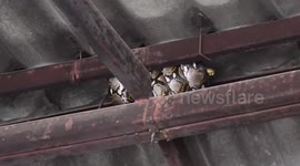 Huge python caught curled up in warehouse ceiling in Thailand