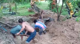 Heavily pregnant buffalo rescued after falling into muddy pit in Thailand