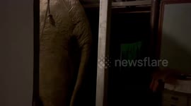 Huge wild elephant wakes up family in the middle of the night