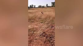 Caring mother dog guides man to her puppies 'asking him to feed them'