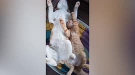 Lazy pet cats sleep with their legs sticking up in the air