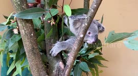 Cute koala stud heading for date in Switzerland to boost joey numbers