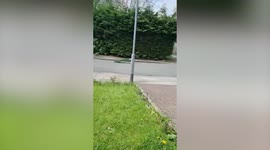 Amusing footage shows peacock chasing after ice cream van