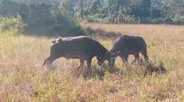 Two male buffalos fight on farm in Myanmar